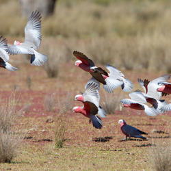 A flock of 13 Galahs, pink-and-grey parrots, coming in to land on the red earth at Naree Station Reserve.