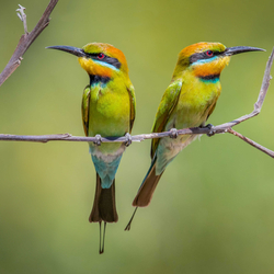 Rainbow Bee-eaters.