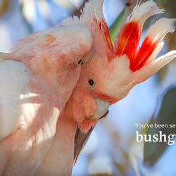 Gift card with two Pink Cockatoos.