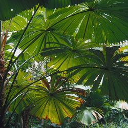 Fan Palm canopy at Fan Palm Reserve. Photo Steven Nowakowski.