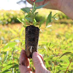 Seedling in hand.