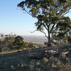 Mature trees at Nardoo Hills.