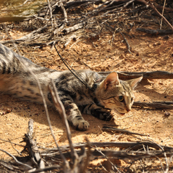 Feral cat fitted with a tracking collar to monitor its movements.