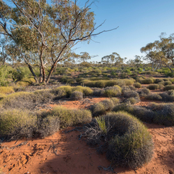 Mallee with spinifex at Hamelin Station.