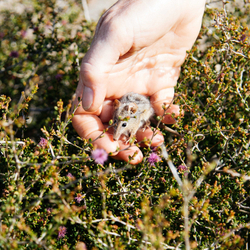 Honey Possum in hand. Photo William Marwick.