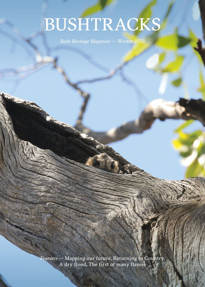The front cover of Bushtracks Winter 2023 newsletter features a Nightjar in a tree hollow.