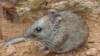 A critically-endangered Central Rock-rat, a small, mouse-like mammal with thick, sandy brown fur, a blunt snout and a furry tail, crouches on orange soil.