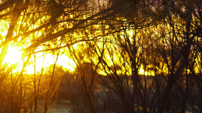 Sunrise on Bon Bon Reserve, Antakirinja Matu-Yankunytjatjara Country, SA.