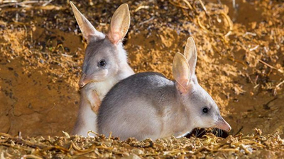 Greater Bilby.