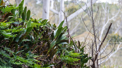 An embankment covered feathery fern leaves and paddle-like orchid leaves, against a backdrop of pale gum trees.