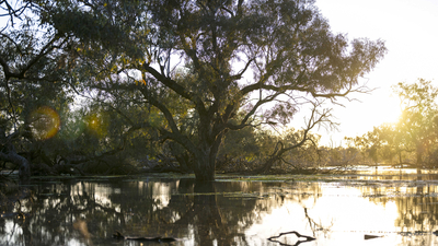 Back Creek Swamp at Nil Desperandum Reserve.