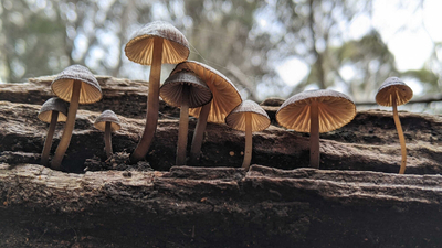 Fungi at South Esk Pine Reserve.