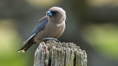 Dusky Swallow perched on a fence post.