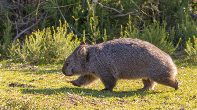 A running wombat.