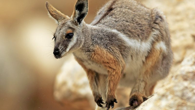 RS19280 Mareeba rock wallaby