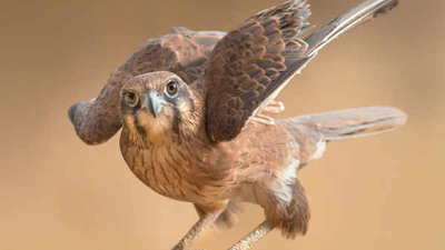 Mimal brown falcon