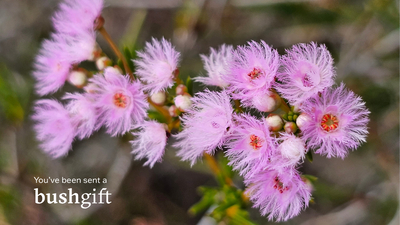Gift card featuring Shy Featherflowers.