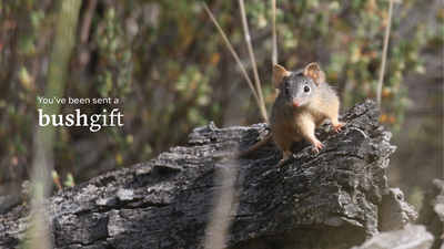 Gift card featuring a Yellow-footed Antechinus.