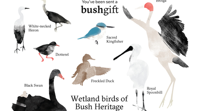 Gift card featuring wetland birds of Bush Heritage.