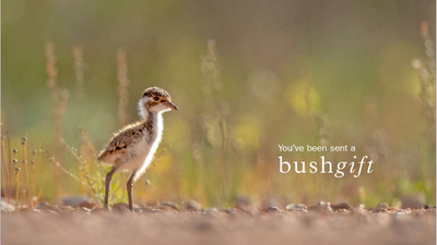 Banded Lapwing Gift Card.