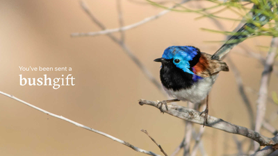 Bushgifts Fairy Wren 1600