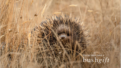Echidna 6x4