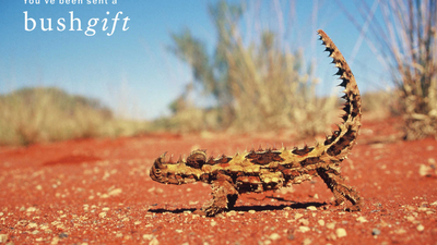 Thorny devil 1600