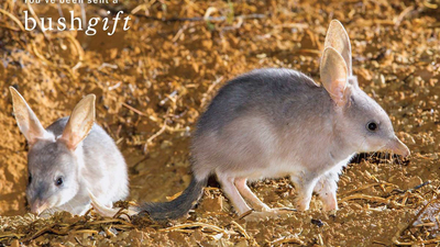 Bilby og image