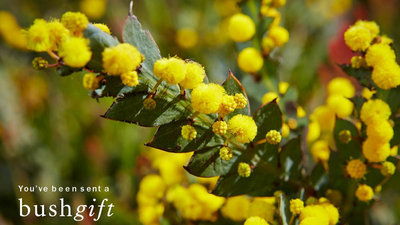 Wattle card 6x4