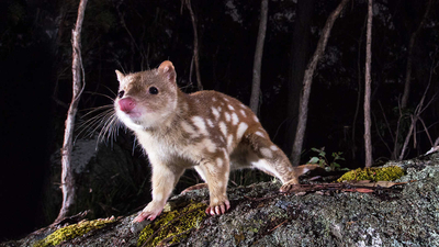 Spotted-tail quoll.