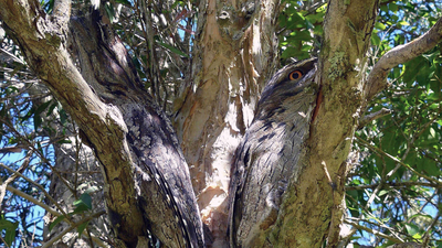 Tawny Frogmouths blending in to background while perched in a tree.