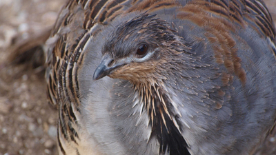 Malleefowl. Photo Sharon Gillam.