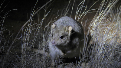 Burrowing Bettong.