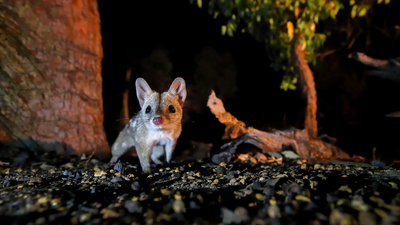 Western Quoll. Photo Georgina Steytler.
