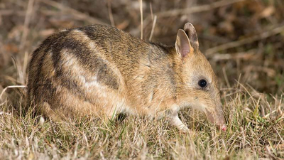 An Eastern Barred Bandicoot.