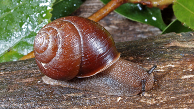 Land snail.