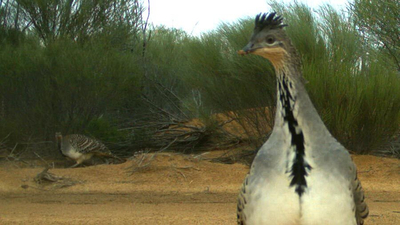 Malleefowl pair caught on camera Charles Darwin Reserve.
