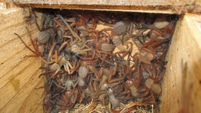 Social huntsman spiders in pygmy possum box.