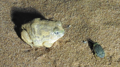 Sudells Burrowing Frog (Neobatrachus sudelli).