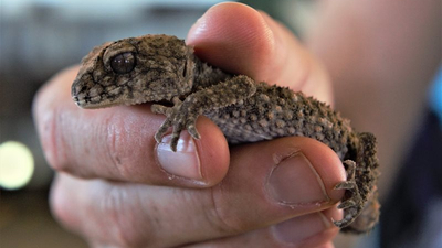 Prickly Knob-tailed Gecko (Nephrurus asper).