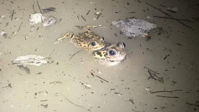 Frogs gathered in large numbers to breed.