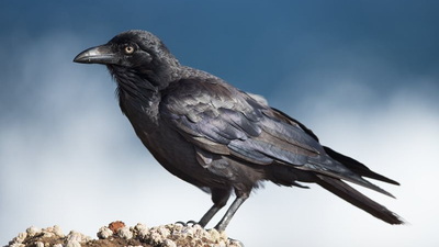 Crow.