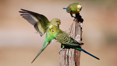 Budgerigars come in to the homestead.