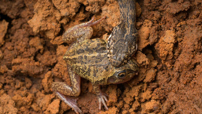 A Mud Adder (Denisonia devisi) eating a burrowing frog.