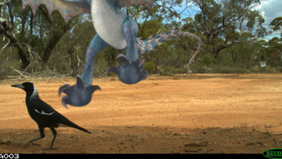 Deadly Nadder caught on camera at Charles Darwin Reserve