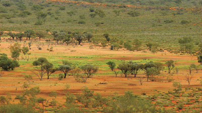 Georgina Gidgee woodlands on Wangkamadla country.