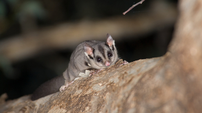 Squirrel Gliders can measure up to 20cm long.