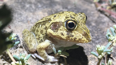 Eastern snapping frog (Cyclorana novaehollandiae).