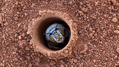 Dawsons Burrowing Bee on Hamelin Station WA.