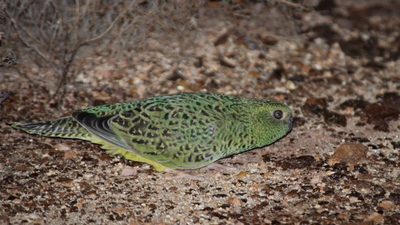 Night Parrot.